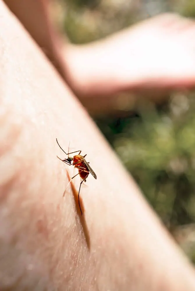 mosquito-sits-on-arm